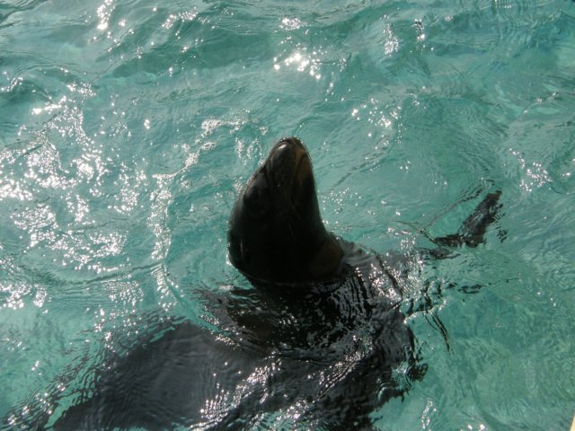 oceanpark1401200958.jpg