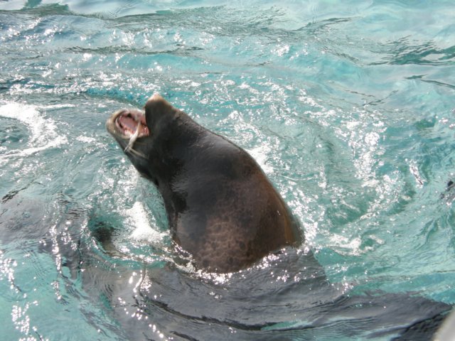 oceanpark1401200959.jpg