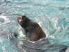 oceanpark1401200959_small.jpg