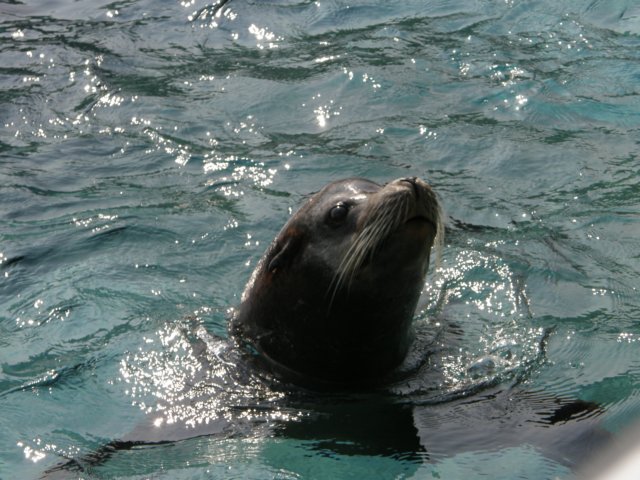 oceanpark1401200961.jpg