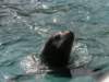 oceanpark1401200961_small.jpg