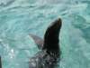 oceanpark1401200963_small.jpg