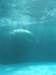 oceanpark1401200965_small.jpg