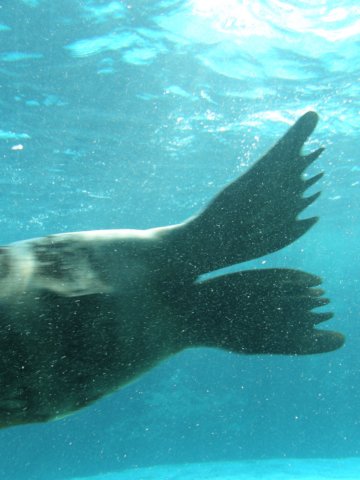 oceanpark1401200966.jpg