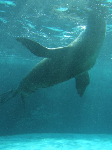 oceanpark1401200968.jpg