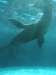 oceanpark1401200968_small.jpg