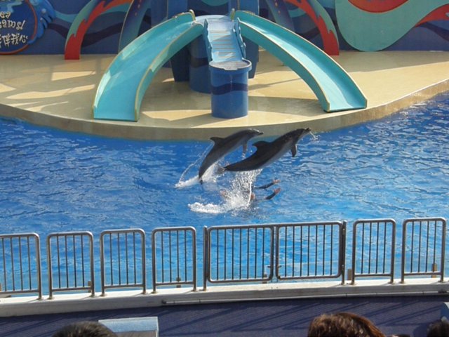oceanpark1401200976.jpg