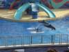 oceanpark1401200977_small.jpg