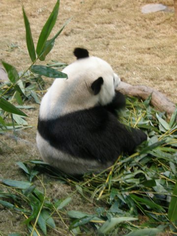 oceanpark1401200985.jpg