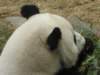 oceanpark1401200991_small.jpg