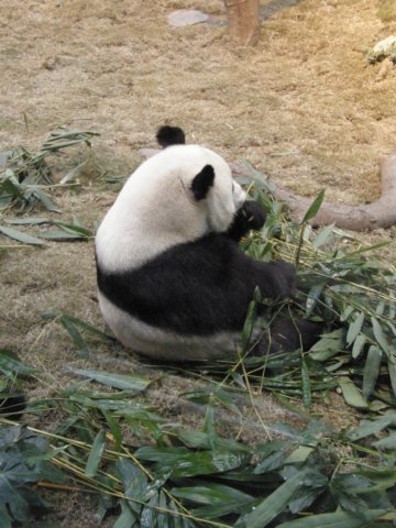oceanpark1401200992.jpg