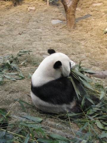 oceanpark1401200993.jpg