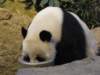 oceanpark1401200996_small.jpg
