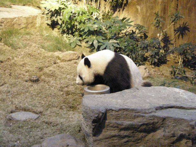 oceanpark1401200998.jpg