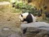 oceanpark1401200998_small.jpg
