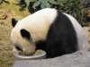 oceanpark1401200999_small.jpg