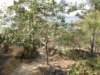 lammaisland1601200927_small.jpg