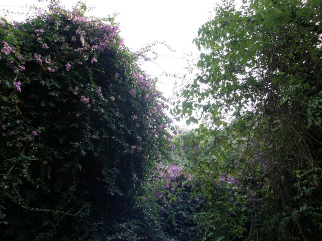 lammaisland1601200959.jpg