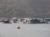 lammaisland1601200965_small.jpg