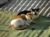 lammaisland1601200971_small.jpg