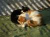 lammaisland1601200987_small.jpg