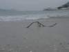 lantauislandmuiwo2612200816_small.jpg