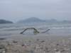 lantauislandmuiwo2612200817_small.jpg