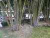 macao28122008125_small.jpg
