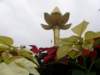 macao28122008128_small.jpg