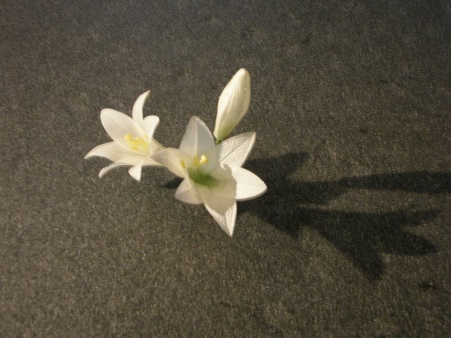 taipei228memorialparkandmuseum0801200916.jpg