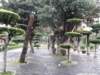 taipei228memorialparkandmuseum080120096_small.jpg
