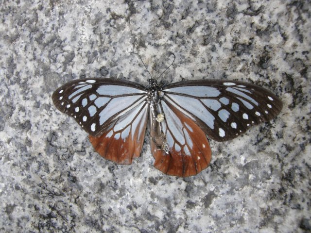 taipeilongshantemple0801200920.jpg