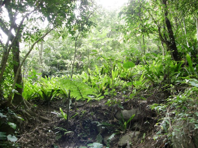 tarokonationalpark1101200984.jpg