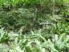 tarokonationalpark1101200989_small.jpg