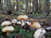 autumninlavarone201211_small.jpg