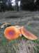 autumninlavarone201219_small.jpg