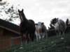 autumninlavarone201234_small.jpg