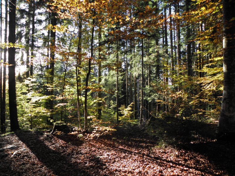 autumninlavarone20126.jpg