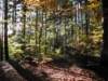 autumninlavarone20126_small.jpg