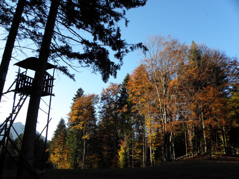 autumninlavarone20129.jpg