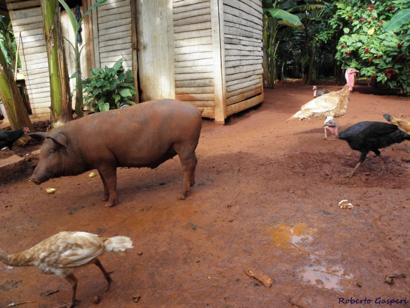 cuba2011149.jpg