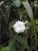 cuba2011154_small.jpg