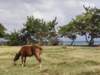 cuba201194_small.jpg