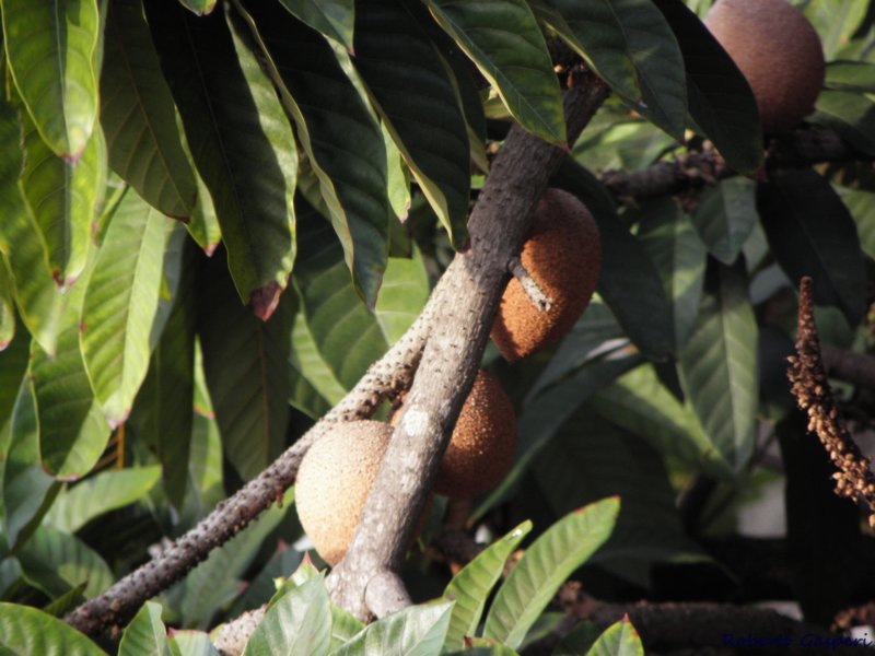 cuba2011192.jpg