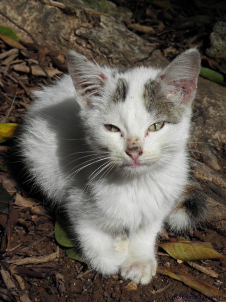 cuba201135.jpg