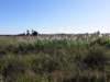 cuba201162_small.jpg