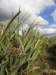 cuba201185_small.jpg