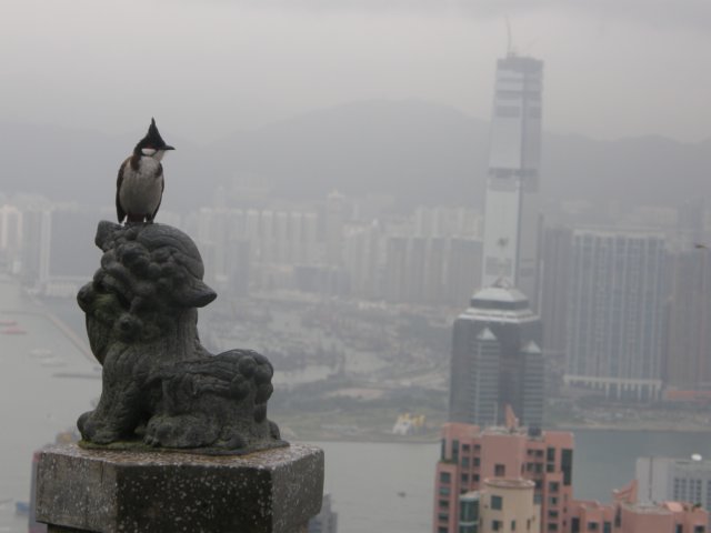 hongkongaug2009120.jpg