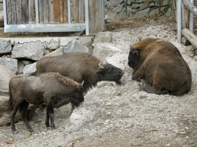 innsbrucknov0943.jpg