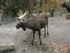 innsbrucknov0946_small.jpg
